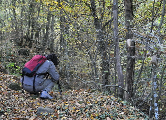 Il bosco nel chianti